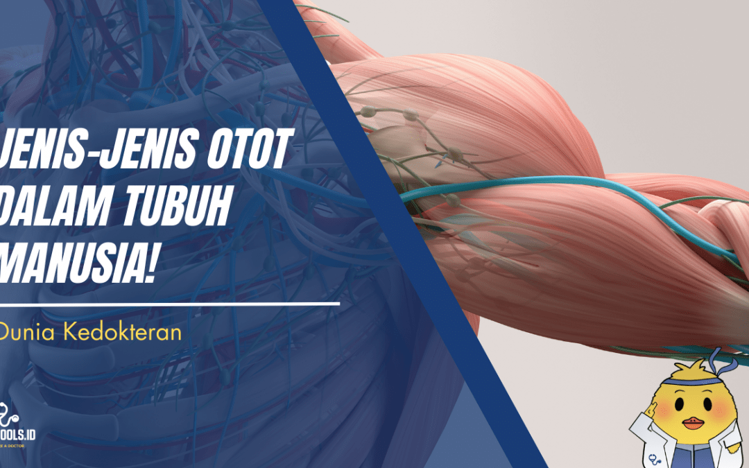 Jenis-Jenis Otot Dalam Tubuh Manusia!